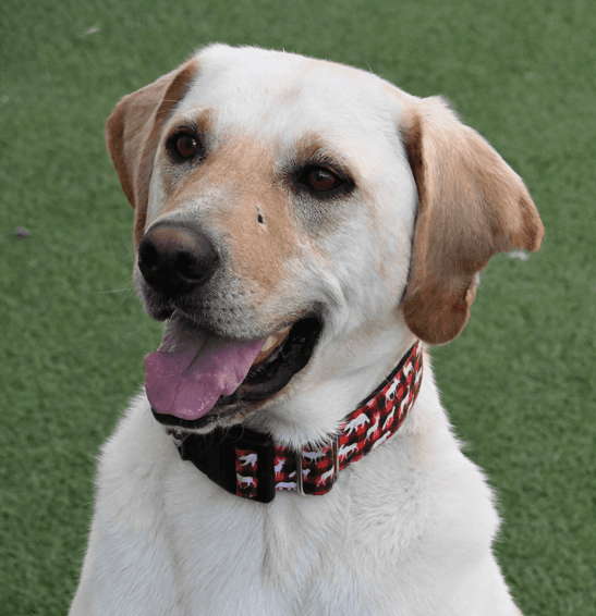 KING - Labrador Retriever Mixed available for adoption