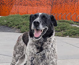 LUCILLE - American Blue Heeler Mixed available for adoption