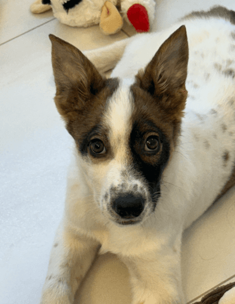 TJ - Australian Cattle Dog Mixed available for adoption