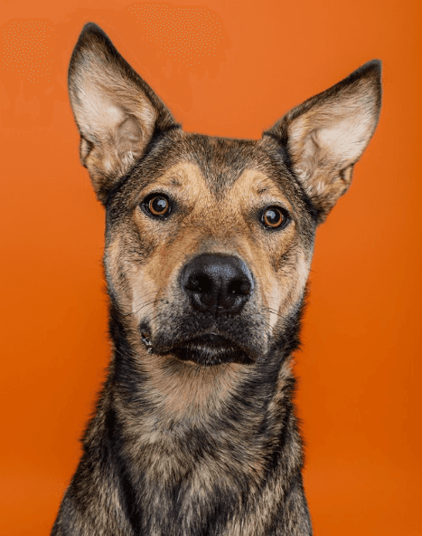 TANNER - German Shepherd Mixed available for adoption