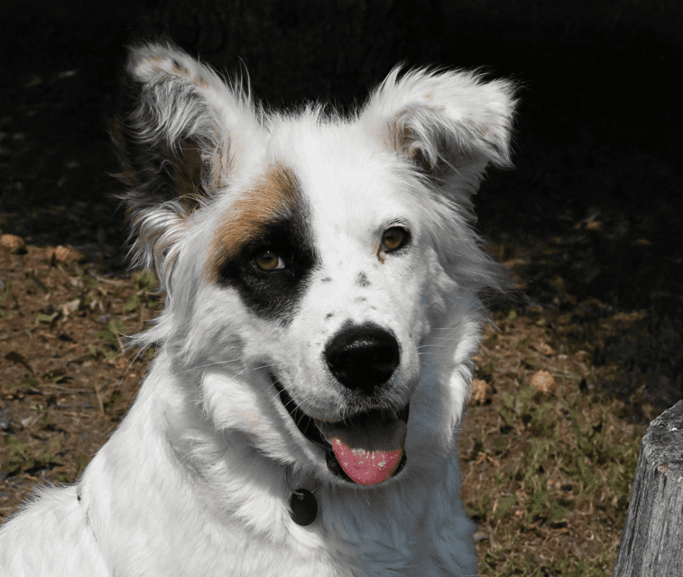 BRIGITTA - Rough Collie Mix available for adoption