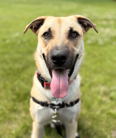 BRUNO - German Shepherd Mixed available for adoption