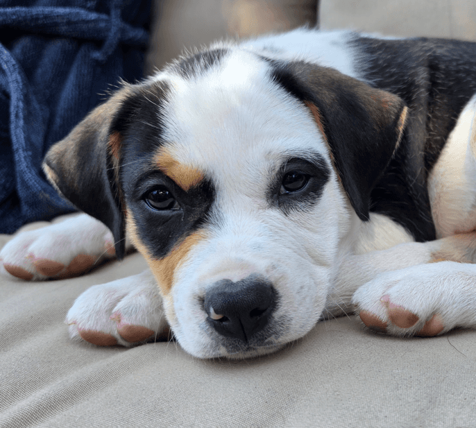MEGAN - Labrador Retriever mixed available for adoption