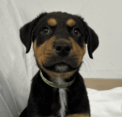 SHELDON - German Shepherd Mixed available for adoption