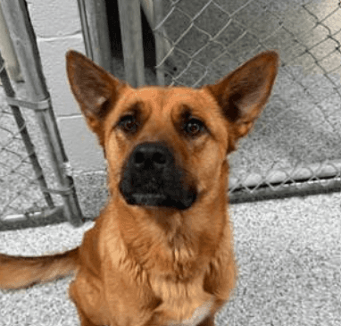 SHOONGAH - Shepherd Mixed available for adoption