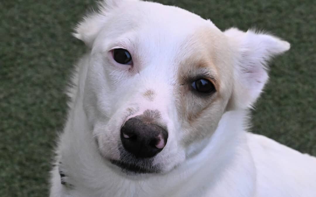 WILLA - Australian Cattle Dog Mixed available for adoption