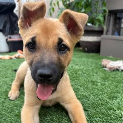 ANIYA - German Shepherd Mixed available for adoption