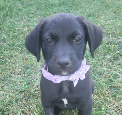GINELLE - Labrador Retriever mixed available for adoption