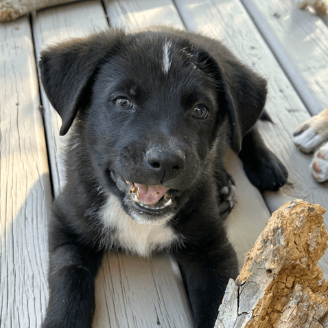 GRAF - Labrador Retriever mixed available for adoption