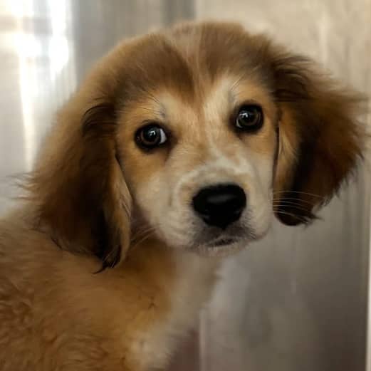 TITO - Collie, Rough Mixed available for adoption