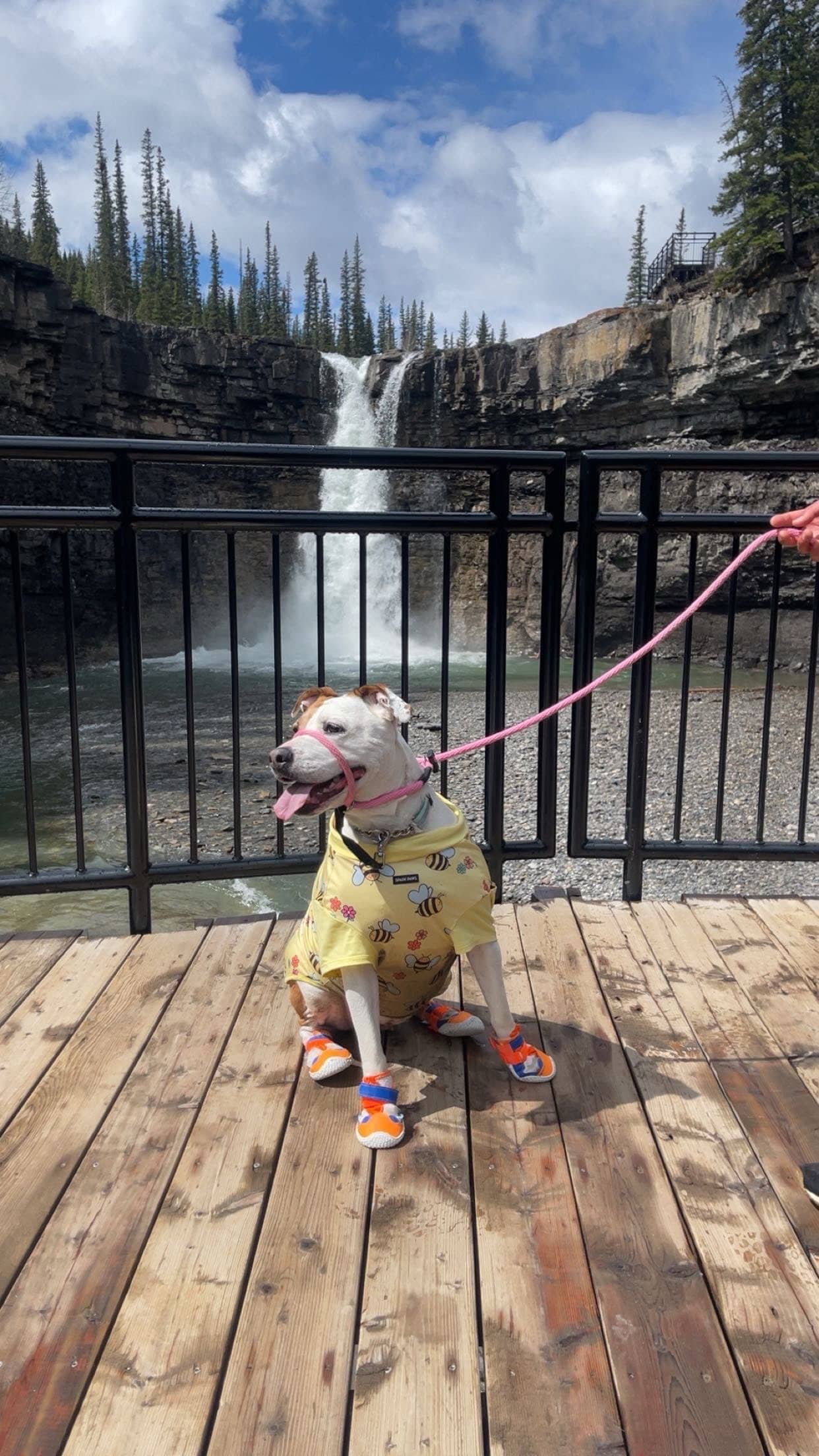 Rayne - Pit Bull Terrier Mix available for adoption