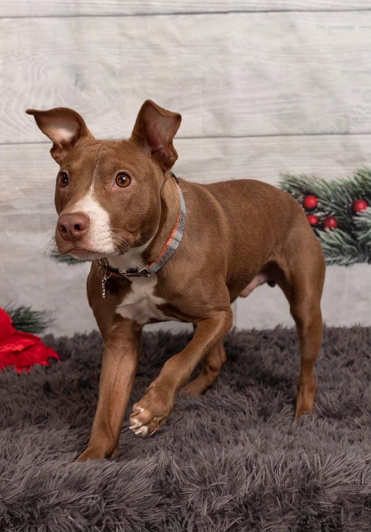 Pebbles (Tigger) - Pit Bull Terrier/Chihuahua Mix available for adoption