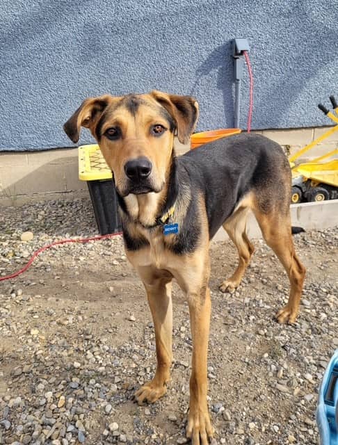 Bentley - Shepherd Mix available for adoption