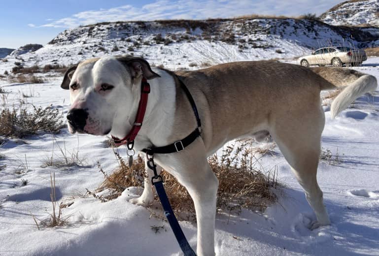 Macduff - Anatolian Shepherd Mix available for adoption