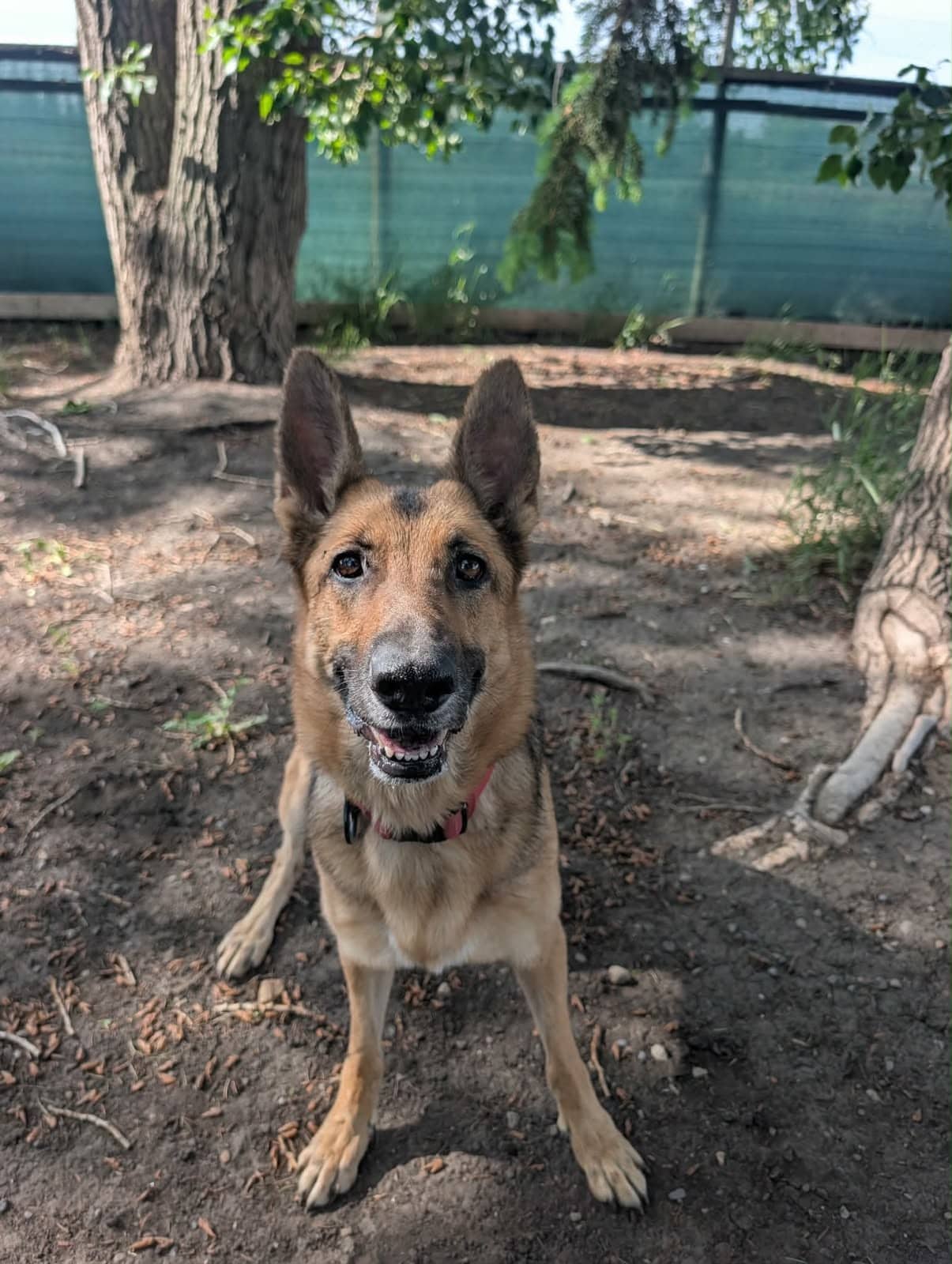 Nova - German Shepherd Mix available for adoption