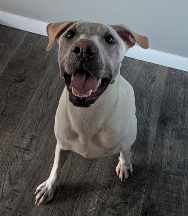 Dee Dee - Bully Mix (Maybe Lab/Shar-Pei Mix) available for adoption