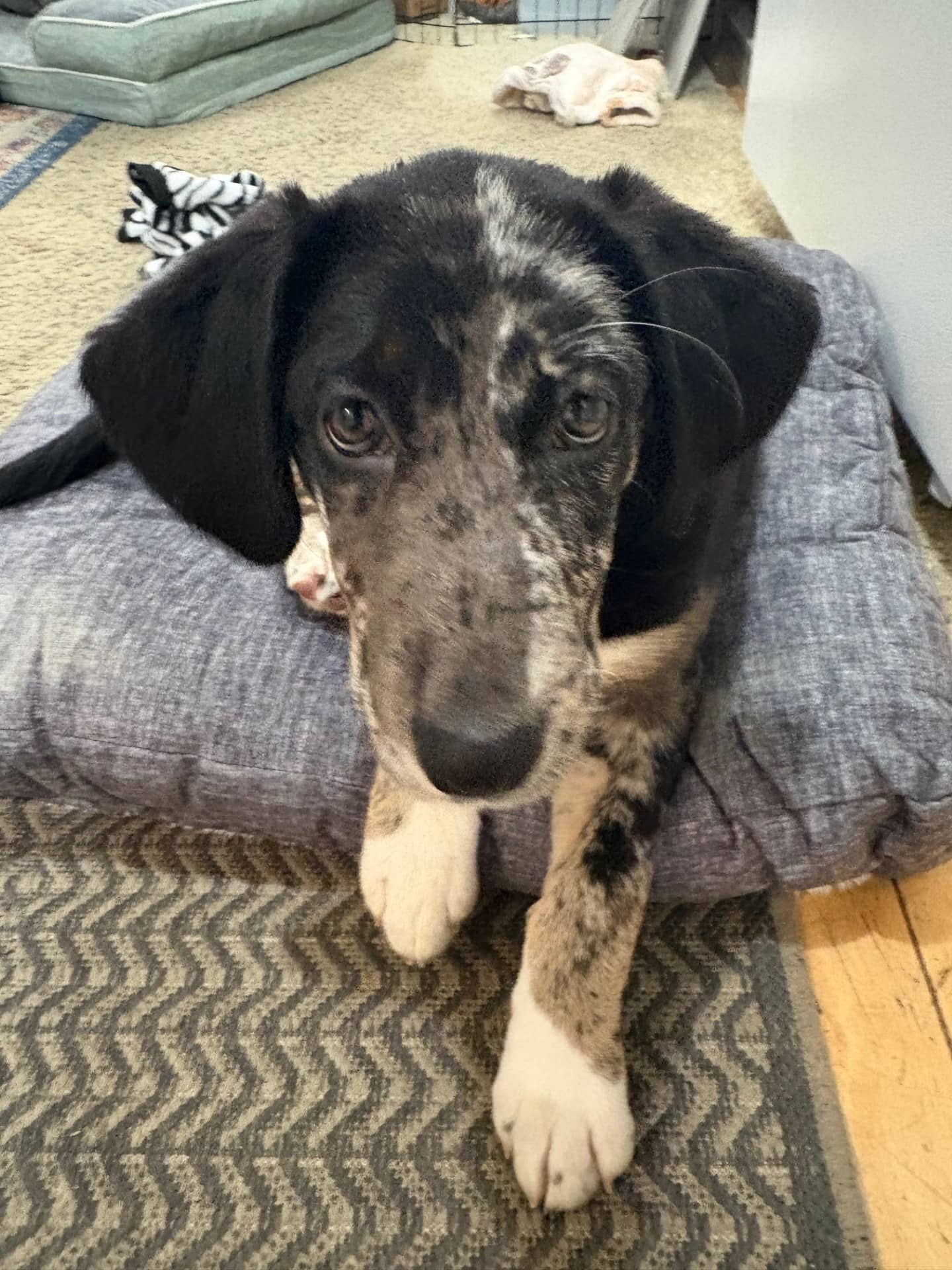 Pinkie Pie - Collie/Shepherd Mix available for adoption