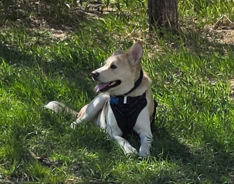 Rafael - Lab/Husky Mix available for adoption