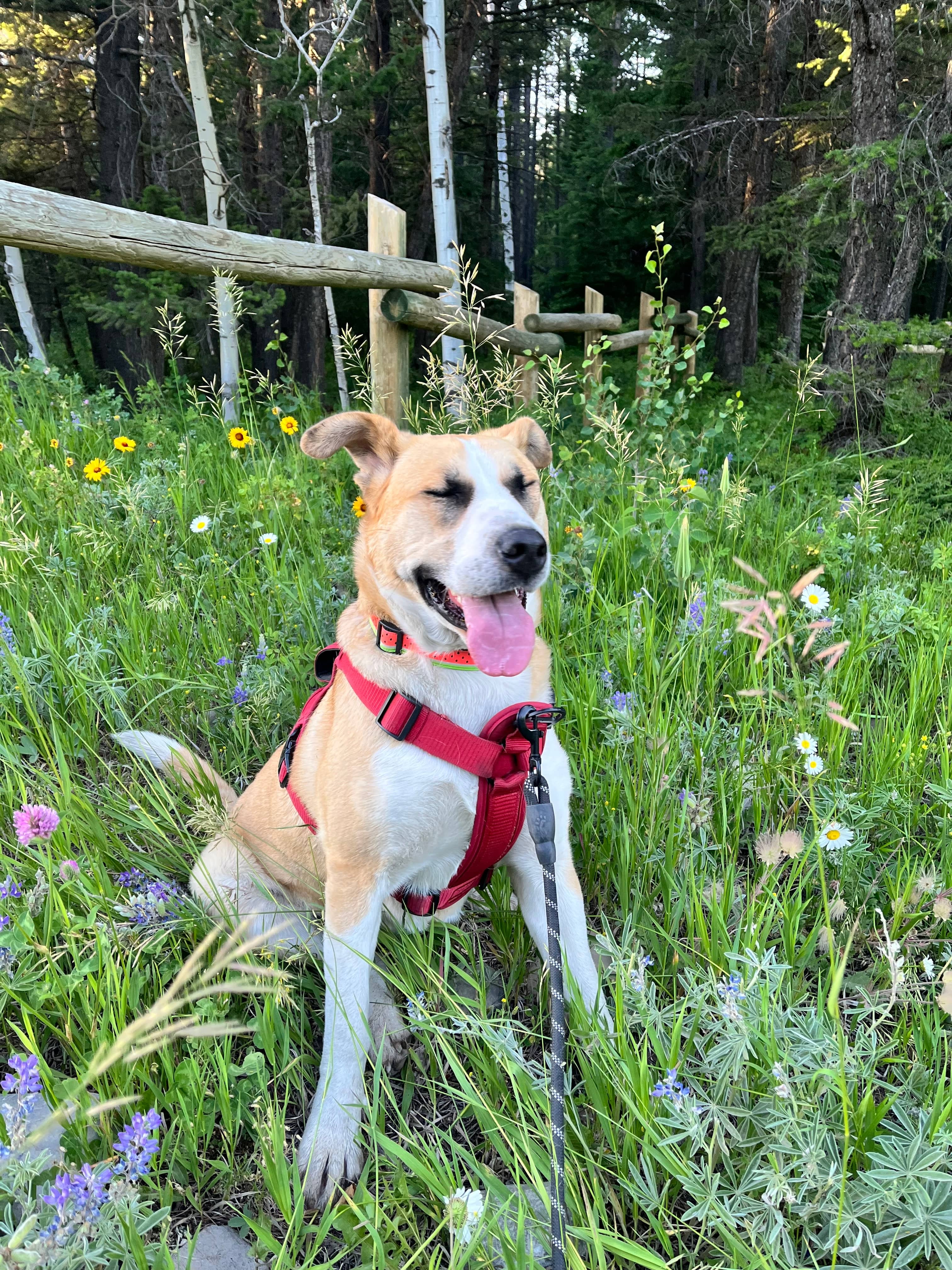 Baby Girl - Kangal / Black Mouth Cur Mix available for adoption