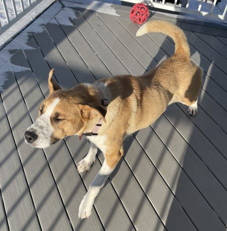 Baby Girl - Kangal/Black Mouth Cur Mix available for adoption in Calgary