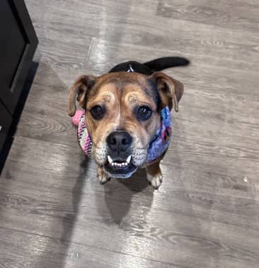 Miss Pac-Man - Boxer/American Bulldog Mix available for adoption