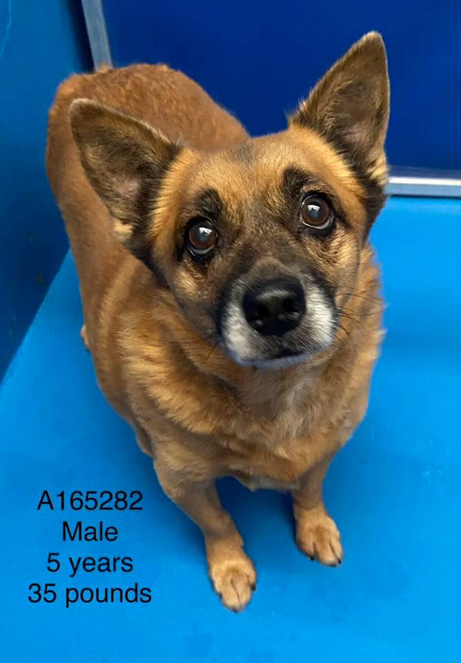 Game Boy - Chihuahua Mix available for adoption