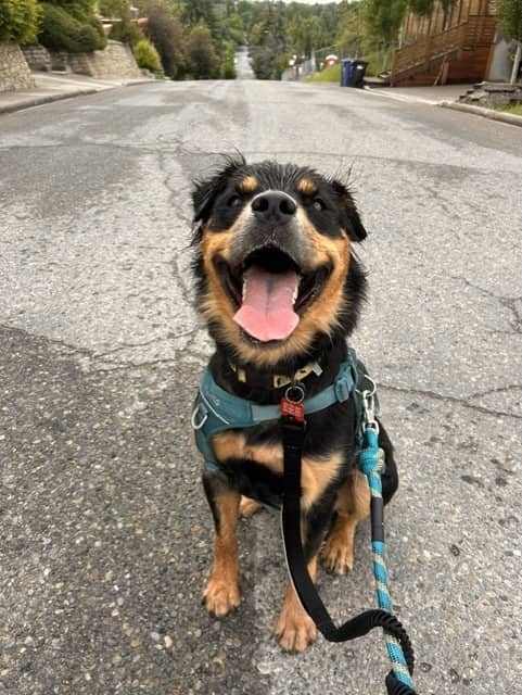 Eugene - Rottweiler/Shepherd Mix available for adoption
