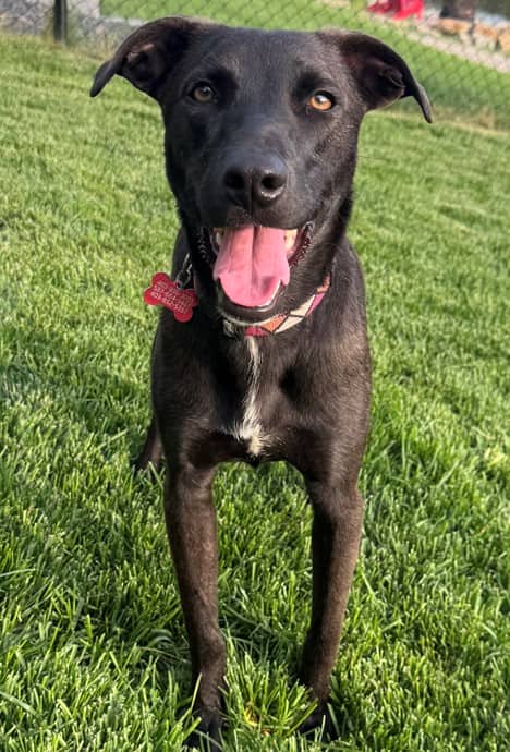 Guiness - Lab Mix available for adoption