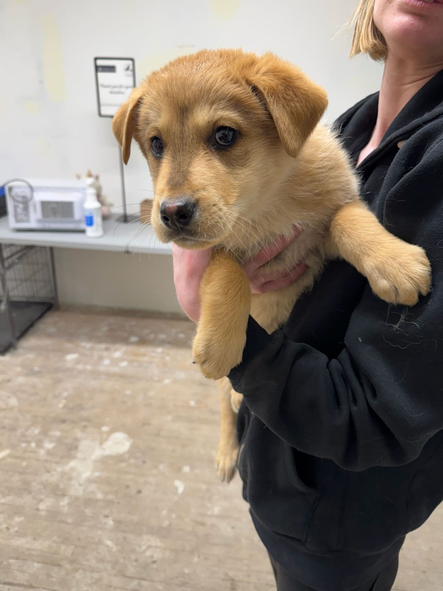 Baguette - Shepherd Mix available for adoption in Calgary