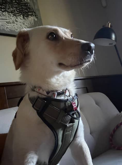 Cemita - Retriever Mix available for adoption