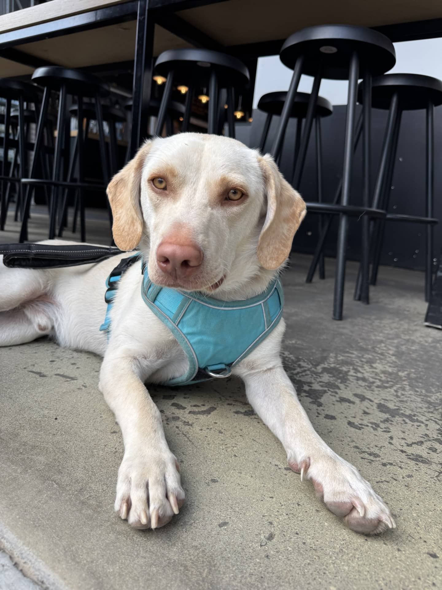 Churro - Retriever Mix available for adoption