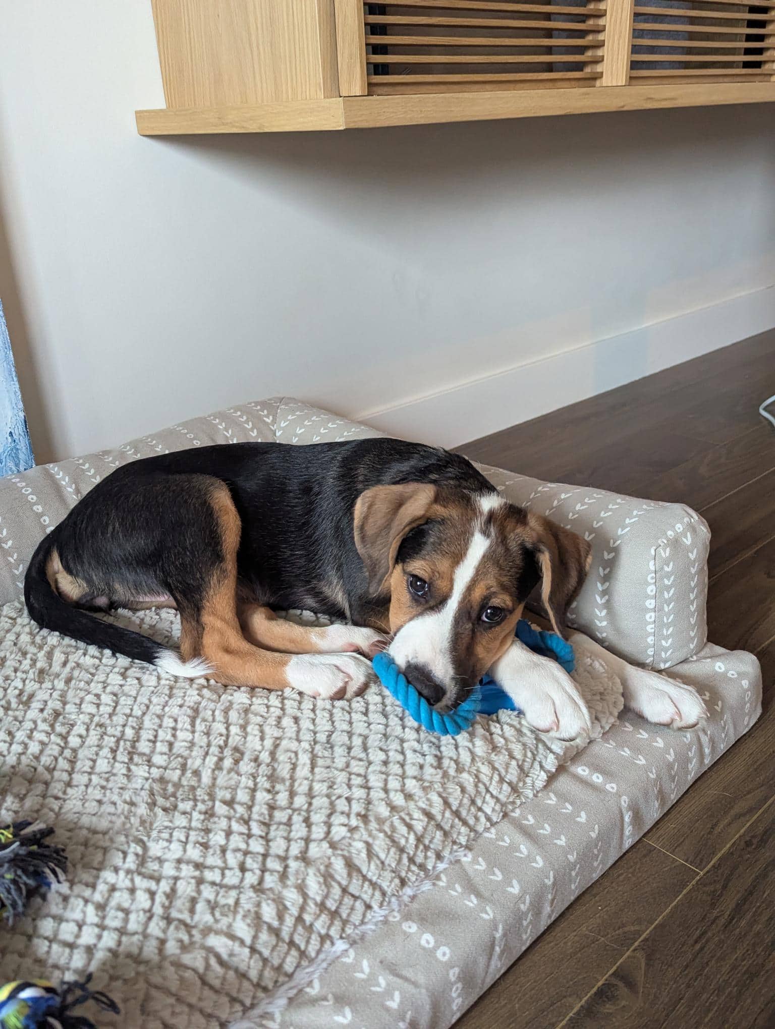 S&P - Shepherd/Bully Mix available for adoption