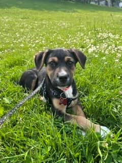 Buca - Shepherd/Bully Mix available for adoption