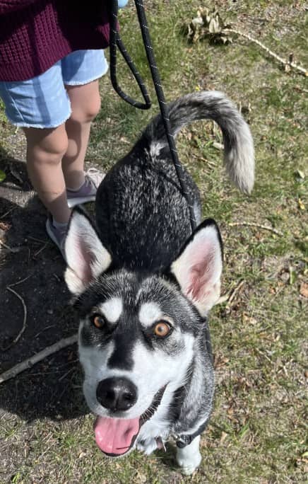 Prairie Wolf - Husky Mix available for adoption