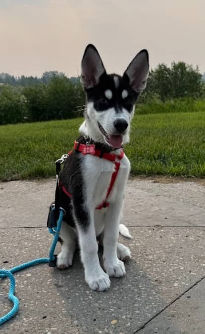 Yote - Husky Mix available for adoption