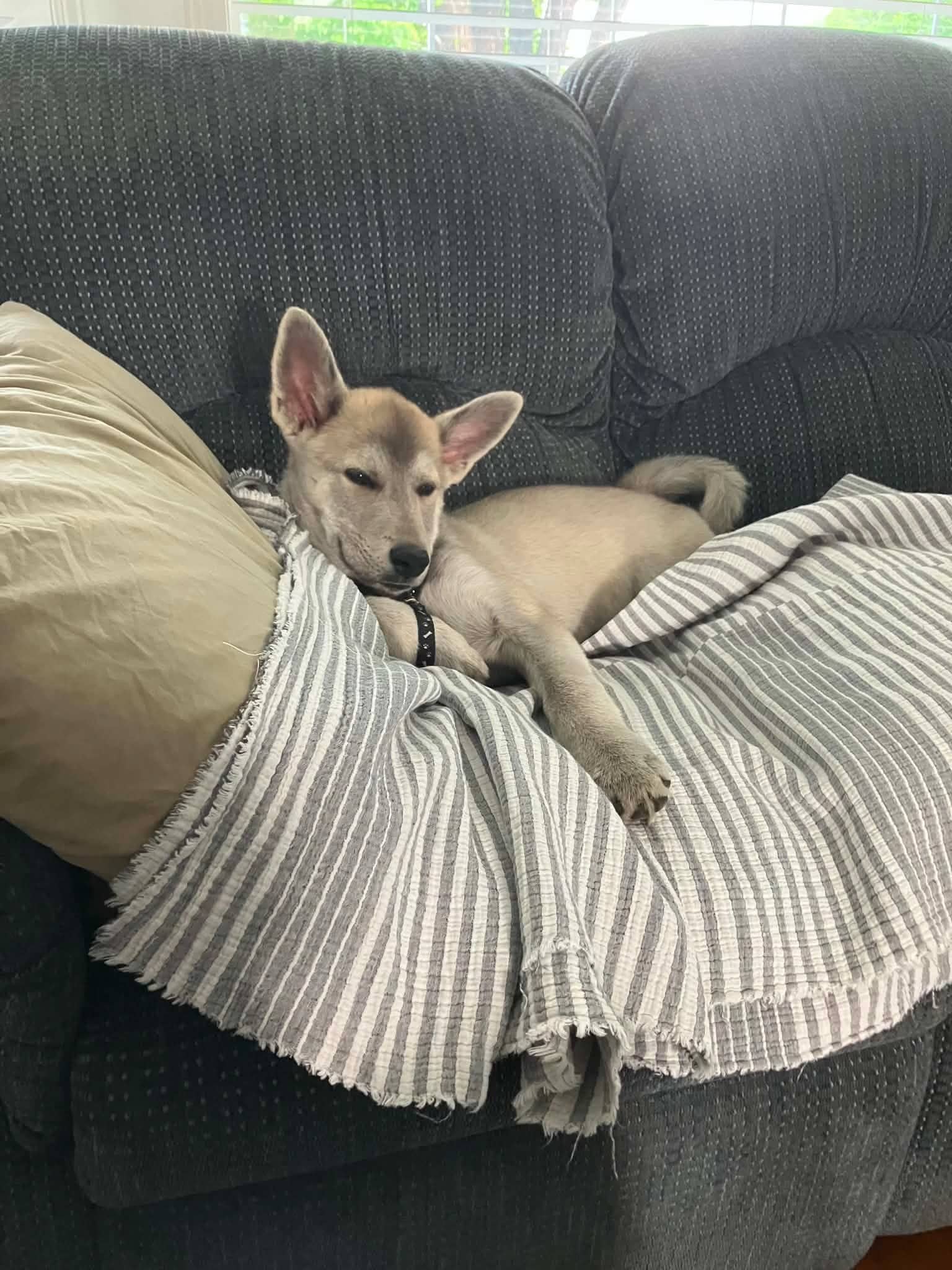 Brush Wolf - Husky Mix available for adoption
