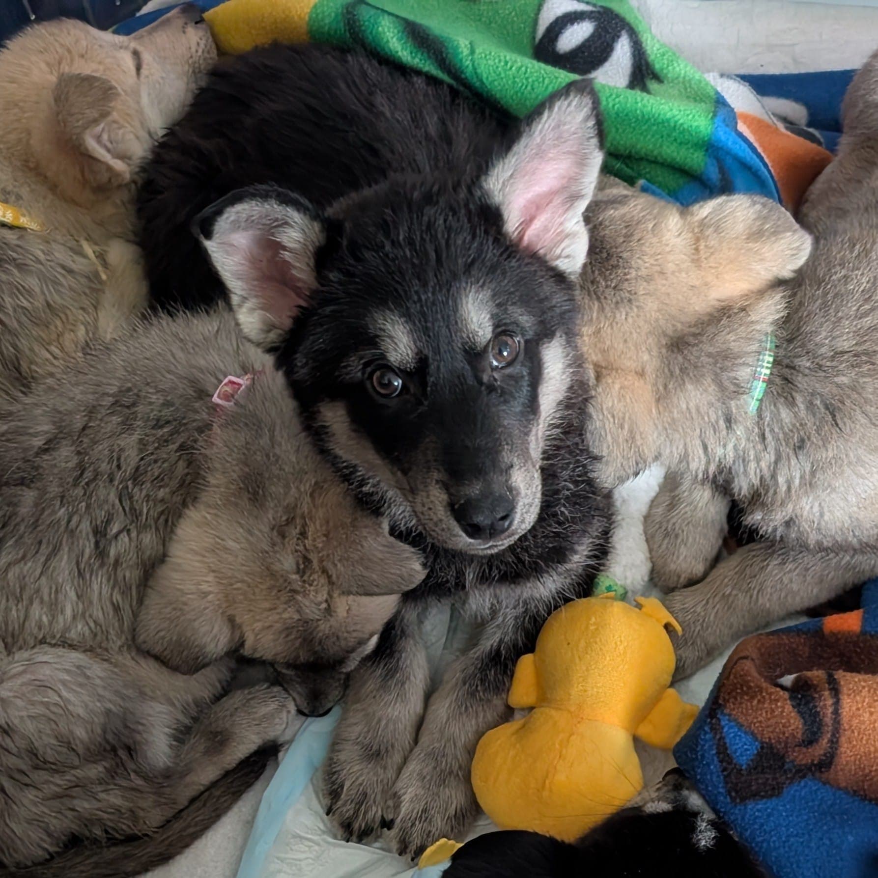 American Jackal - Husky Mix available for adoption in Calgary