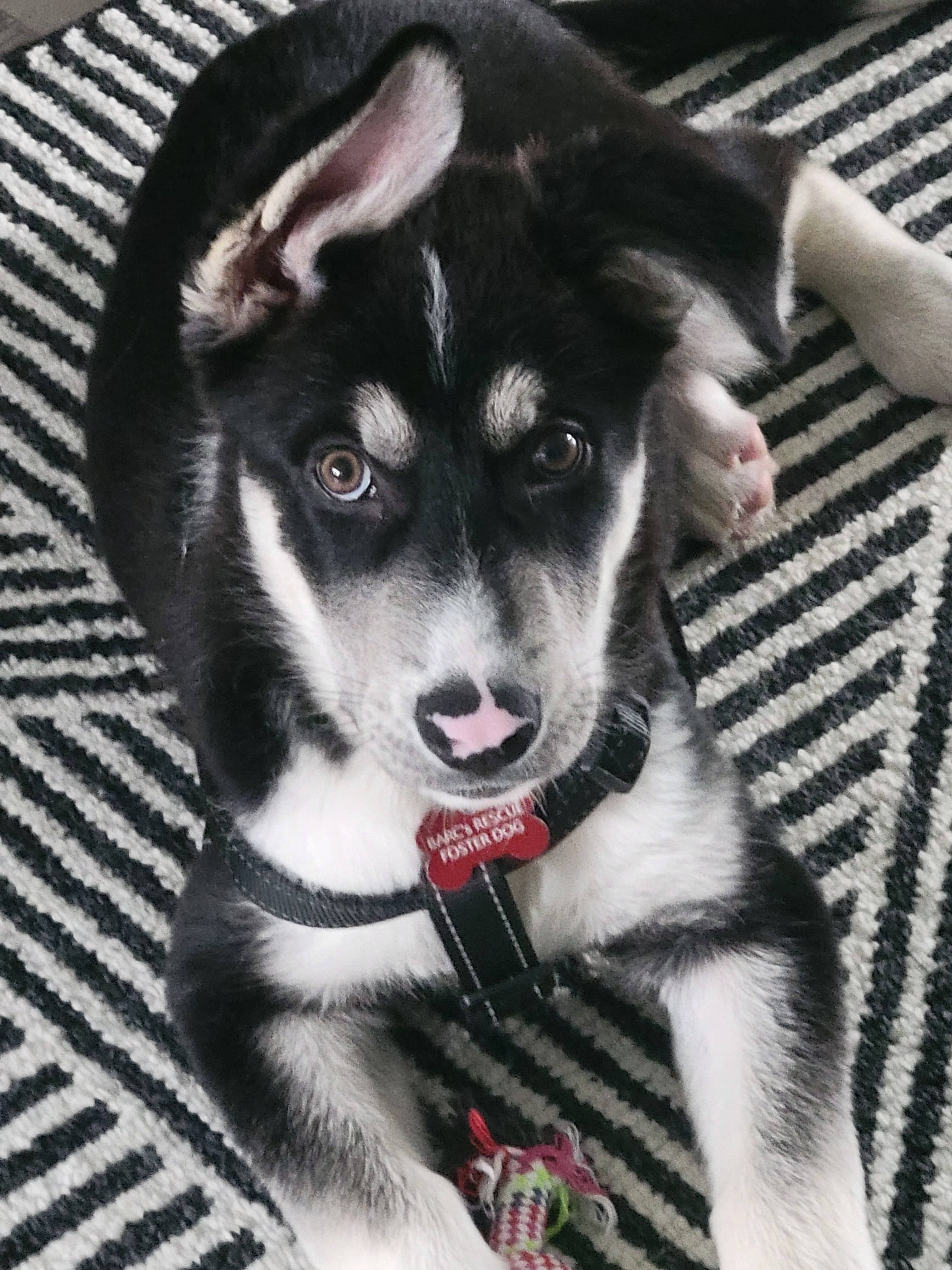Coydog - Husky Mix available for adoption
