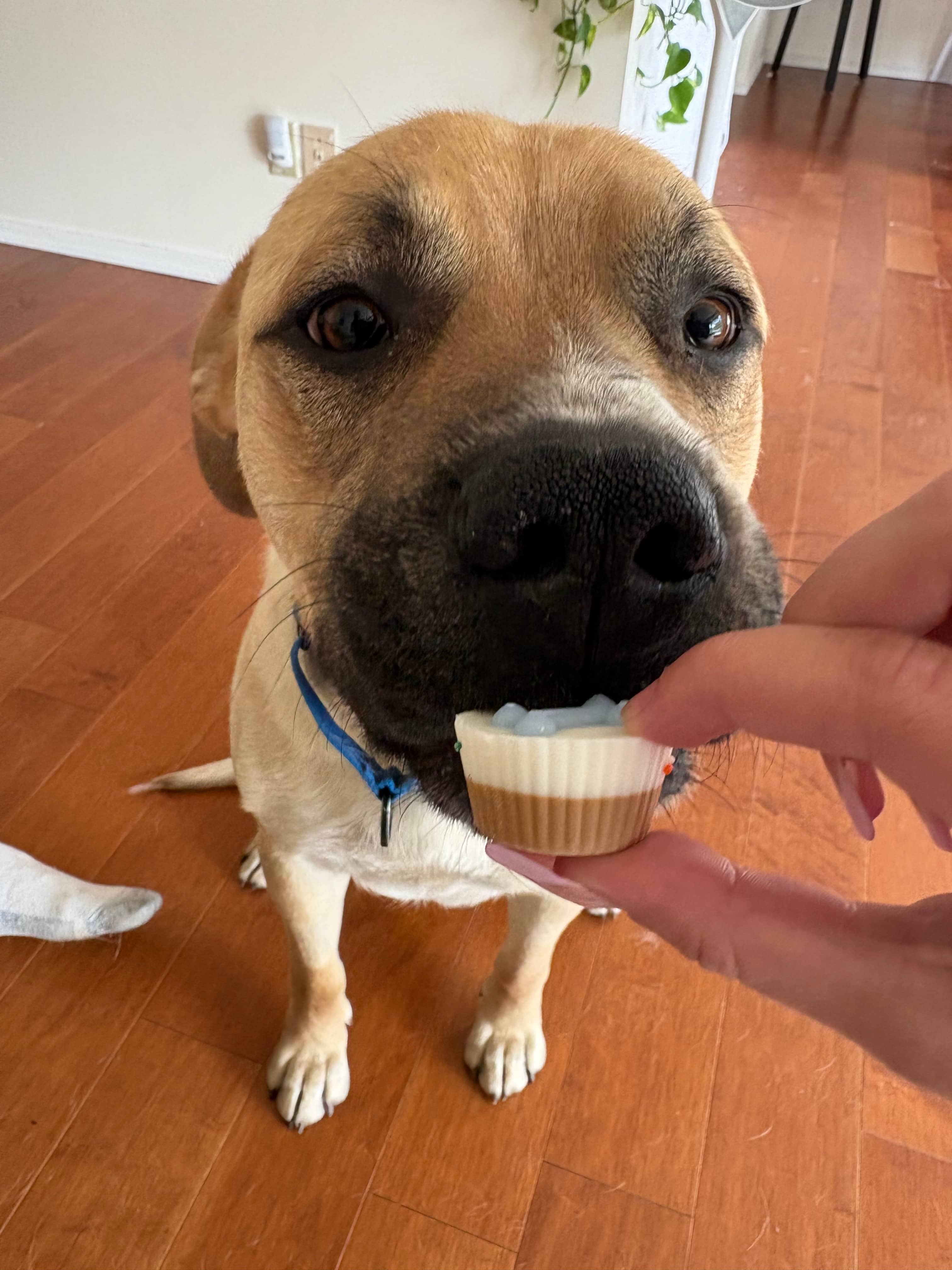 Butter - Mastiff available for adoption