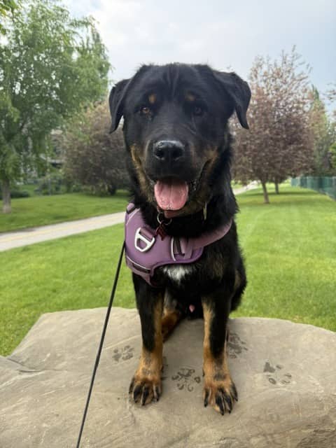 Bert (Bear) - Rottweiler Mix available for adoption