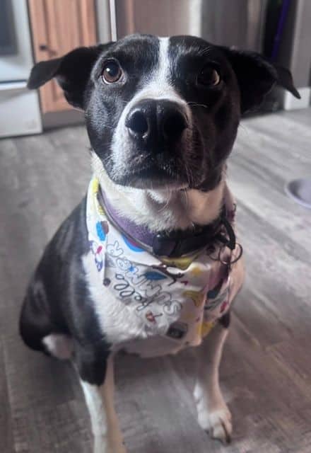 Bisque - Pit Bull Terrier Mix available for adoption