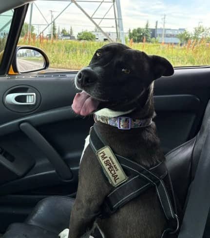 Caprese - Pit Bull Terrier Mix available for adoption