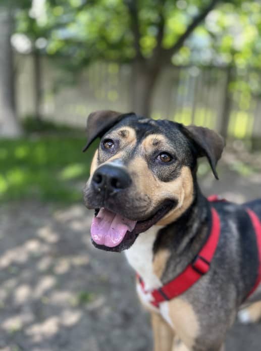 Puttanesca - German Shepherd/Rhodesian Ridgeback Mix available for adoption