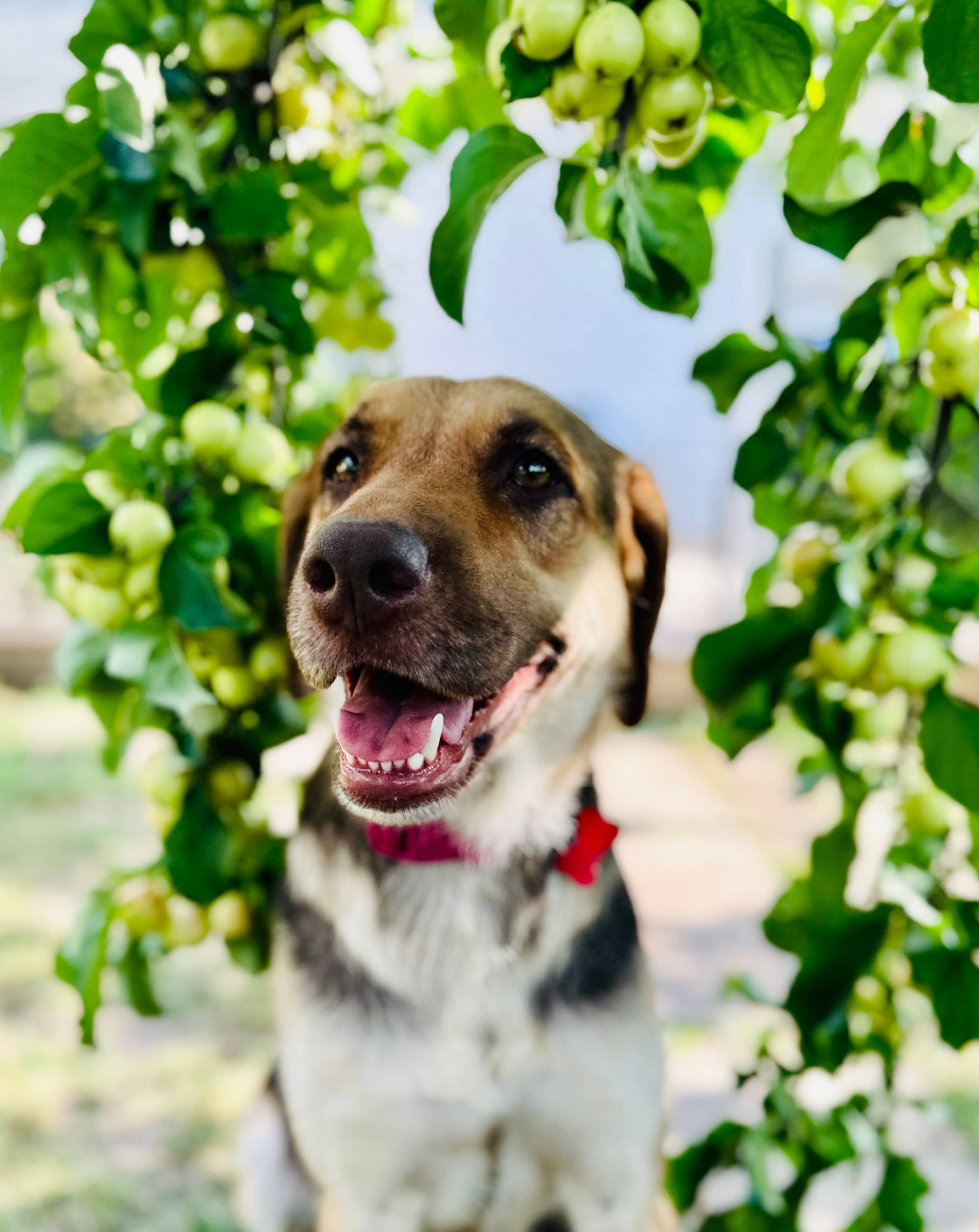 Ambrosia - German Shepherd Mix available for adoption