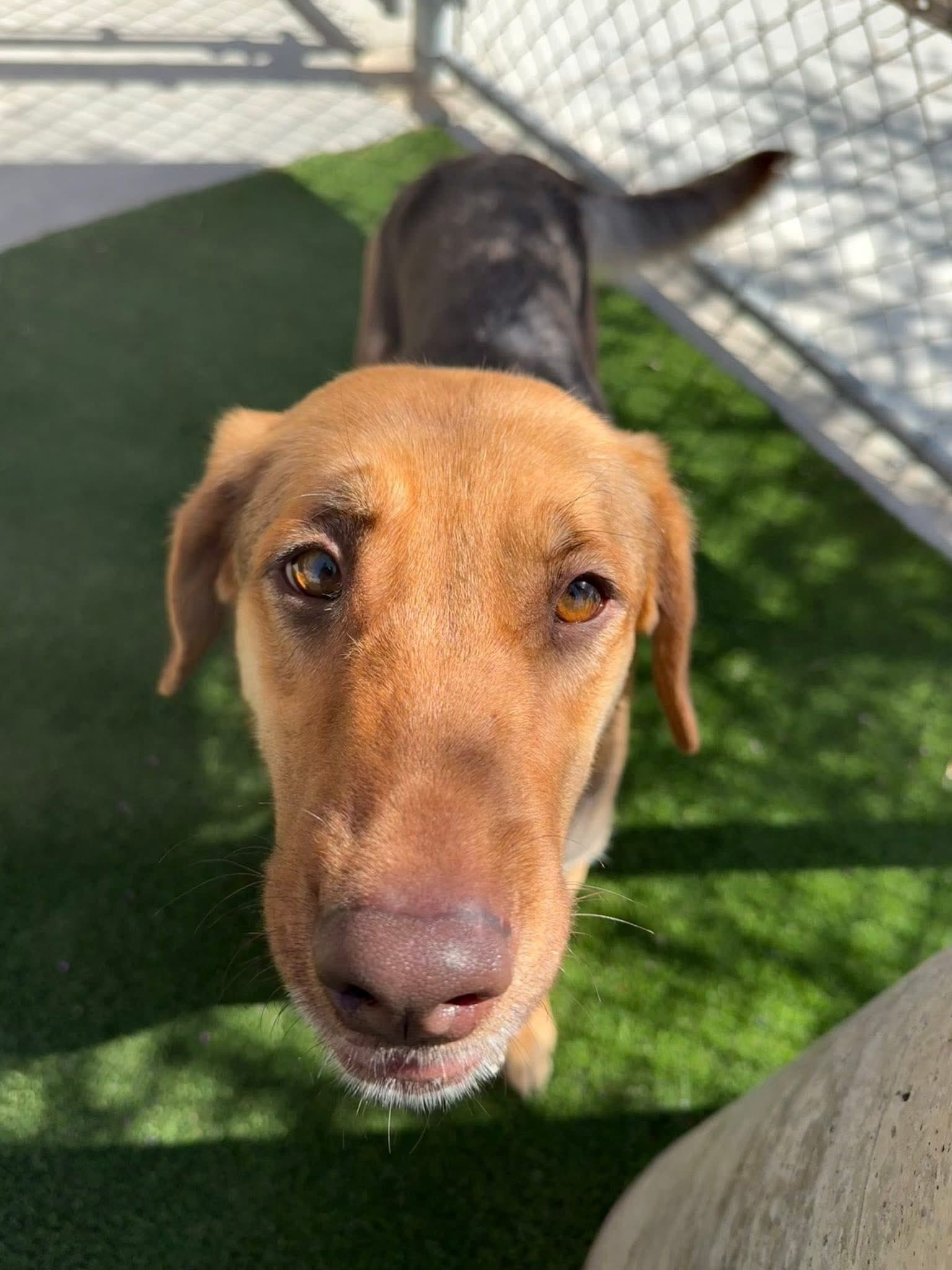 Ambrosia - German Shepherd Mix available for adoption in Calgary