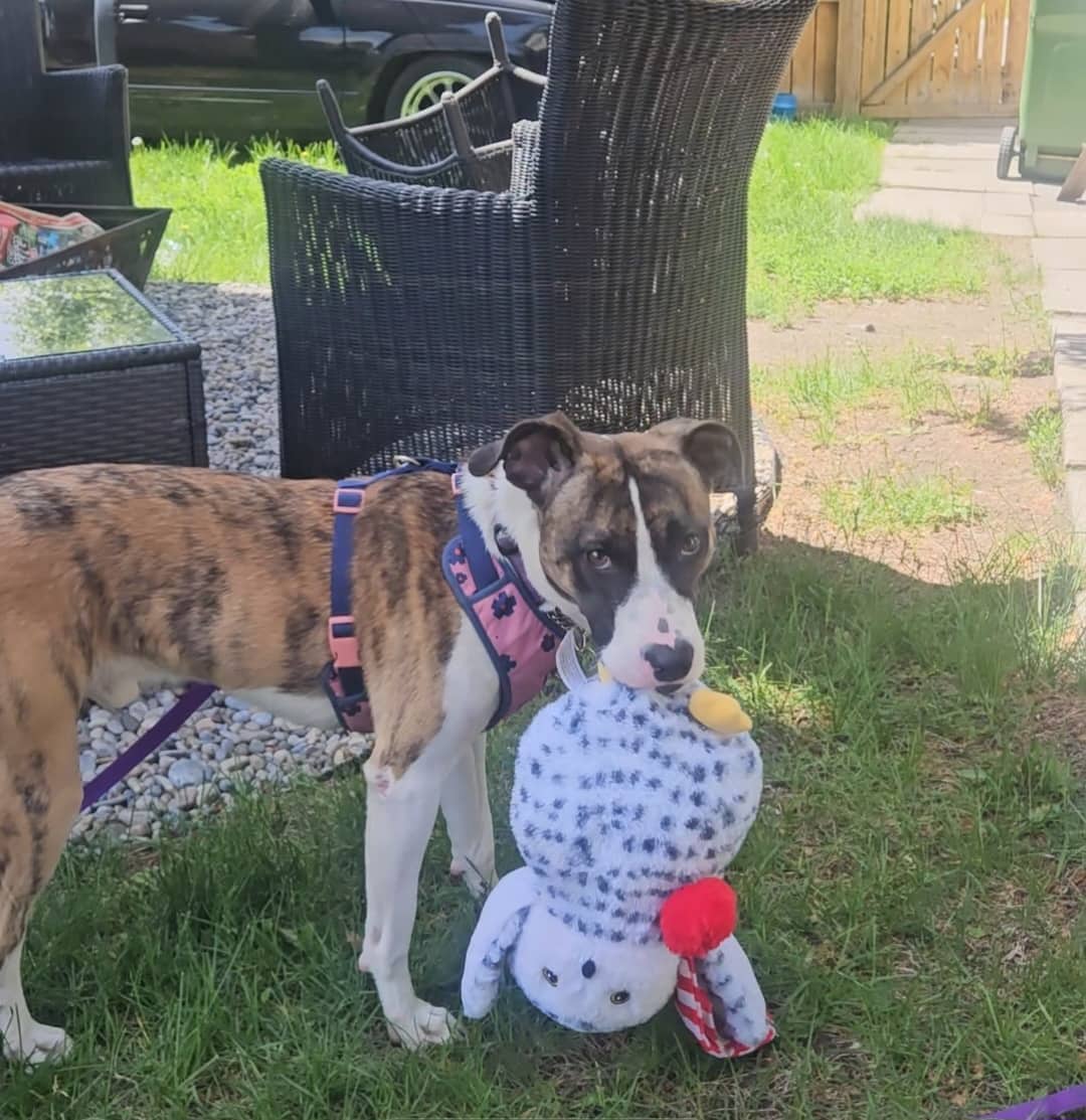 Waldorf - Bull Terrier Mix available for adoption