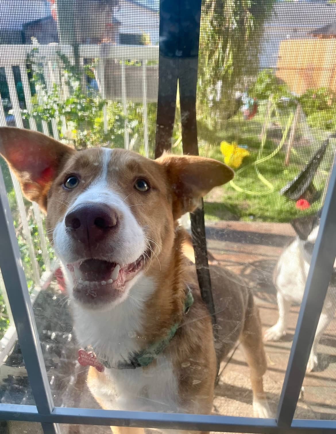 Teriyaki - Lab/Bully Mix available for adoption
