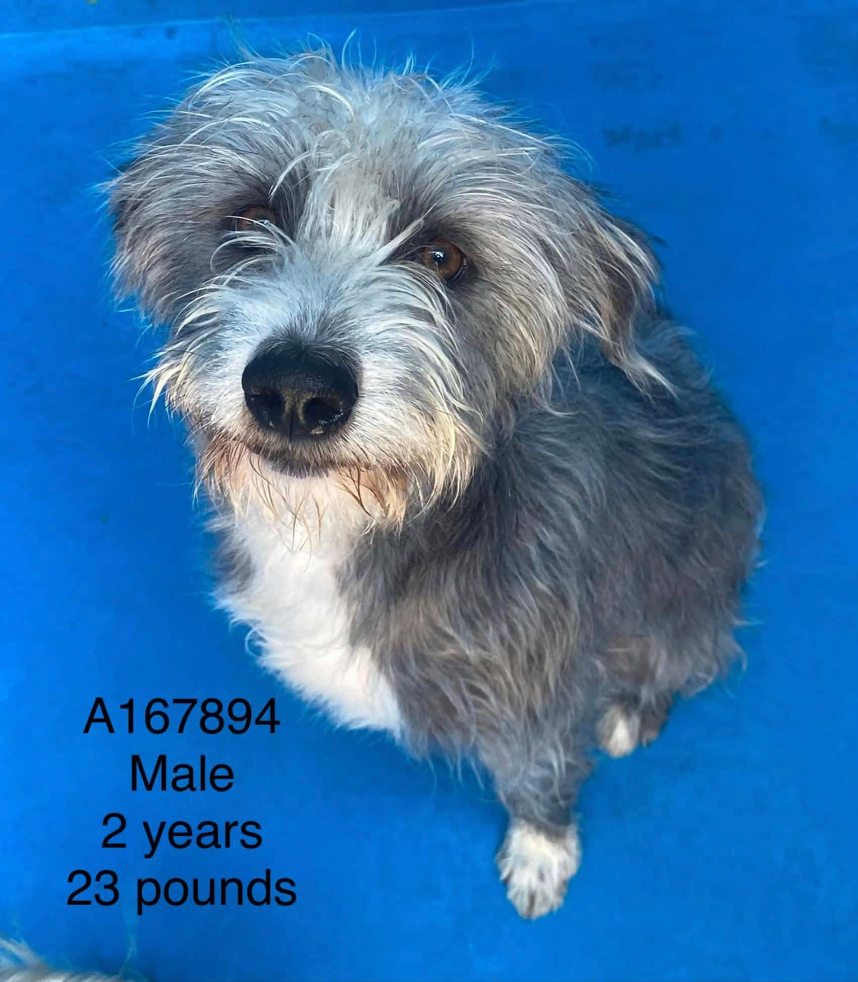 Alfredo - Terrier Mix available for adoption in Calgary