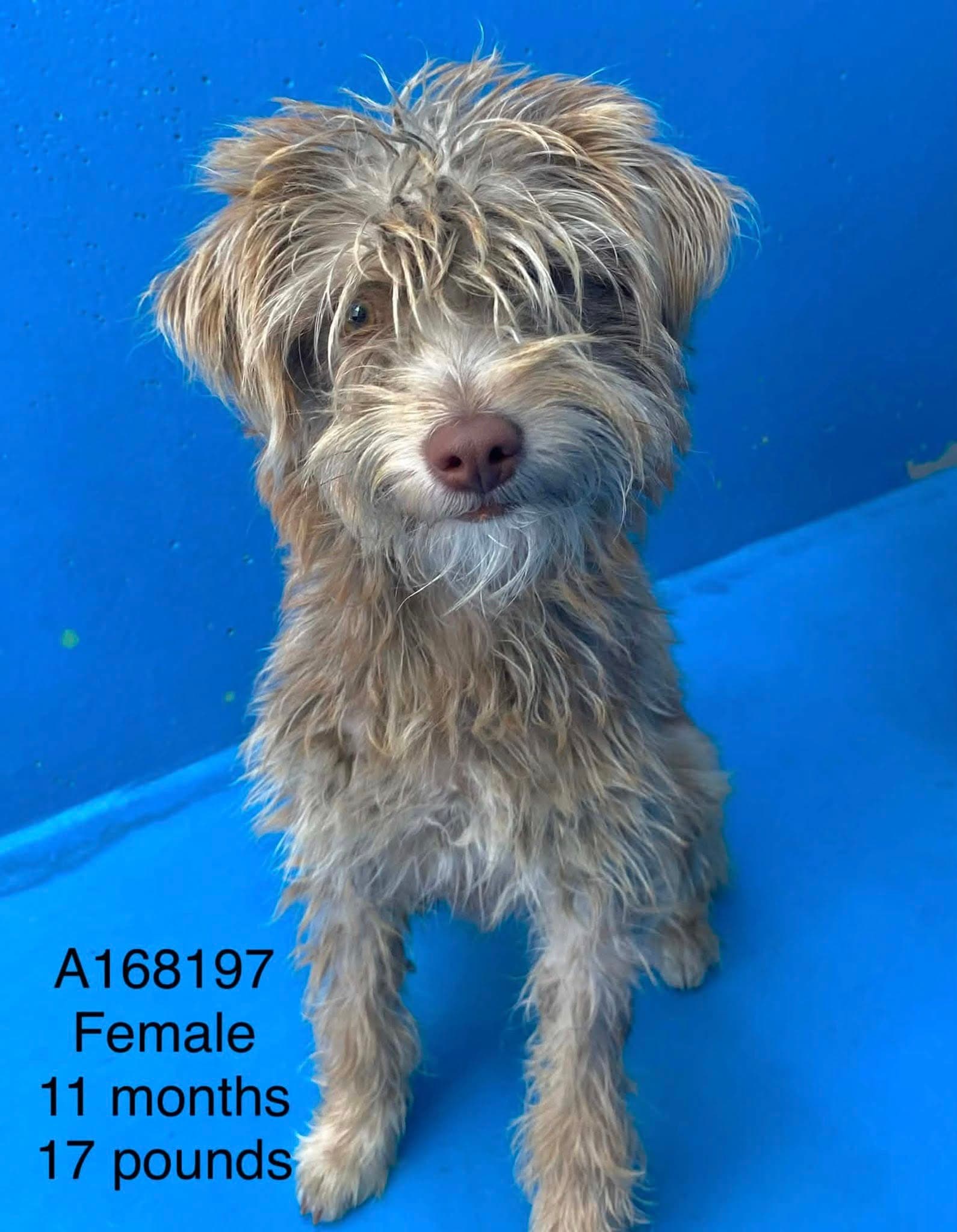 Aioli - Terrier Mix available for adoption in Calgary