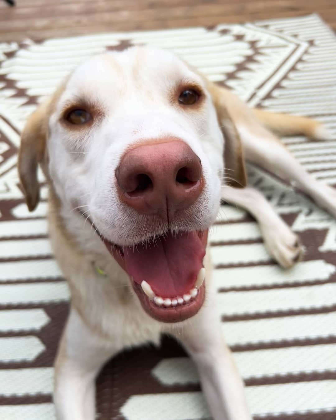 Bearnaise - Lab Mix available for adoption